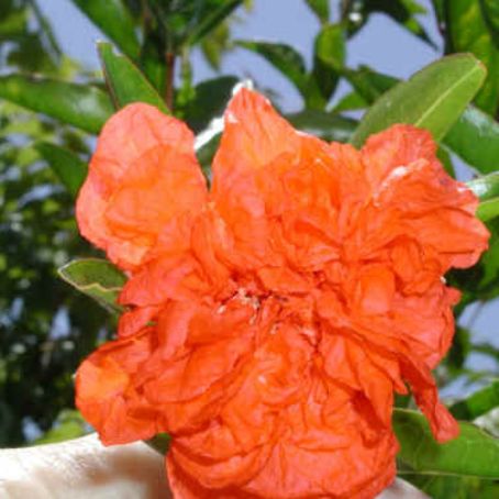 punica granatum 1 - rodiu