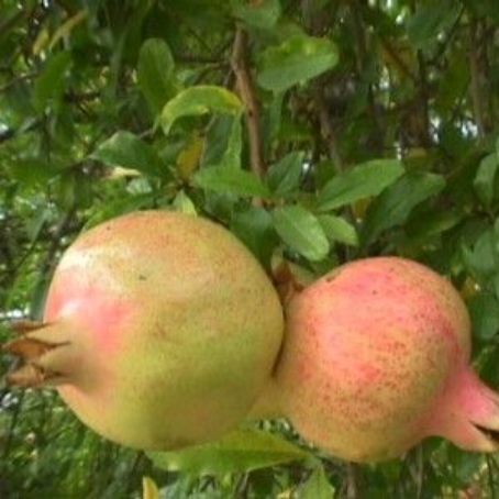 punica granatum 4 - rodiu