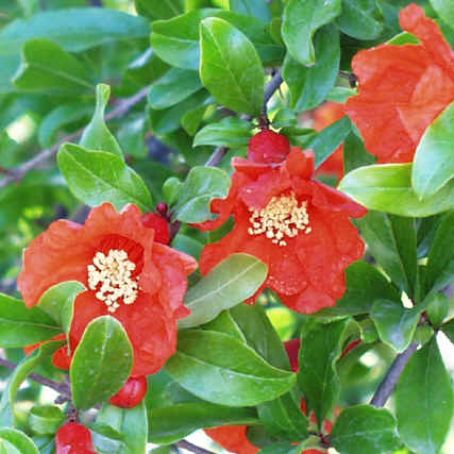 punica granatum 2 - rodiu