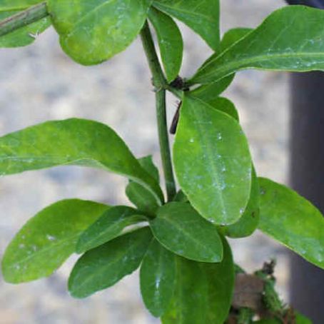 punica granatum 5 - rodiu