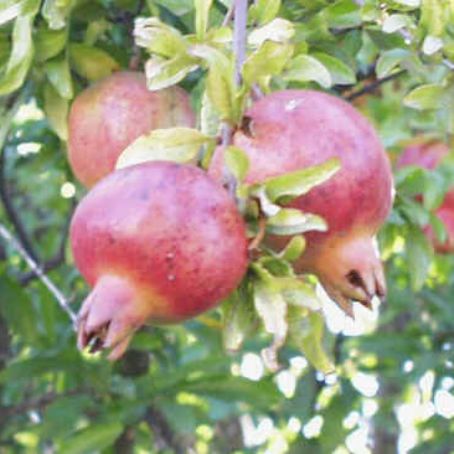 punica granatum 3 - rodiu