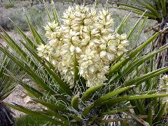 yucca-de-gradina-iuca