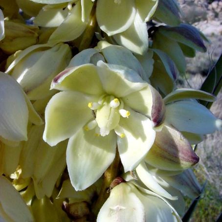 yucca de gradina 4 - iuca