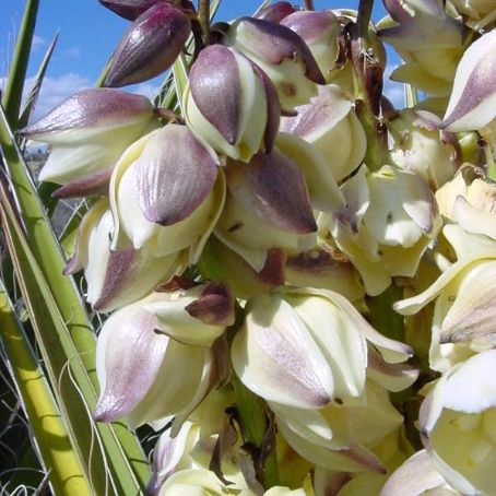 yucca de gradina 3 - iuca