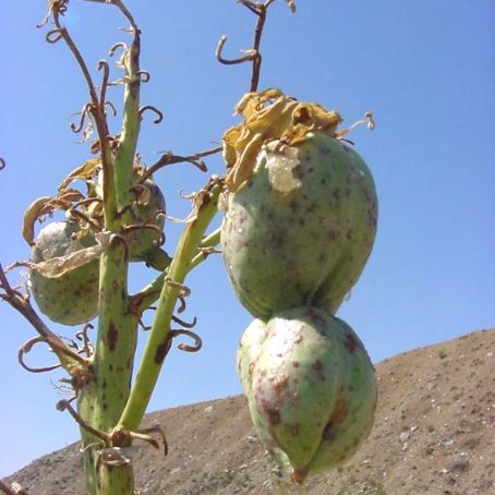 yucca de gradina 5 - iuca