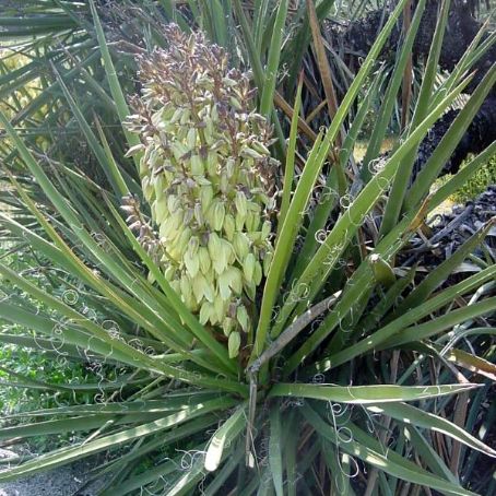 yucca de gradina 2 - iuca