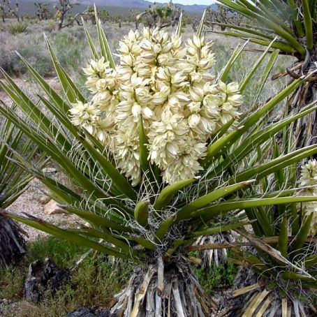 yucca de gradina 1 - iuca