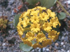 abronia-abronia