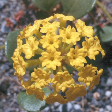 abronia 3 - abronia