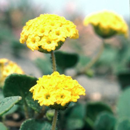 abronia 5 - abronia