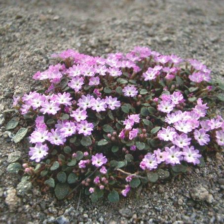 abronia 1 - abronia