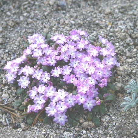 abronia 2 - abronia