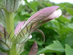 acanthus-talpa-ursului