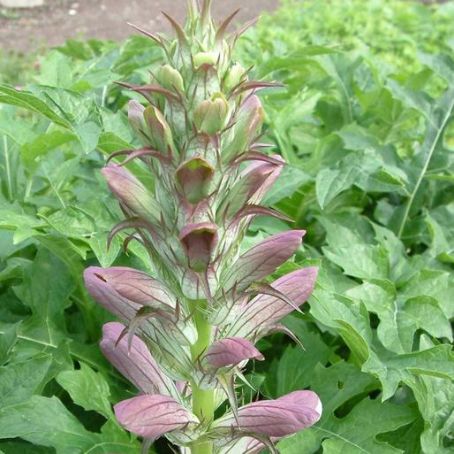 acanthus 4 - talpa ursului