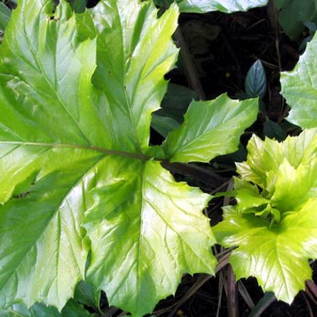 acanthus 3 - talpa ursului