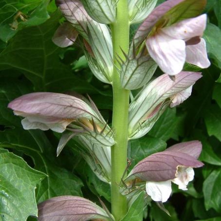 acanthus 2 - talpa ursului