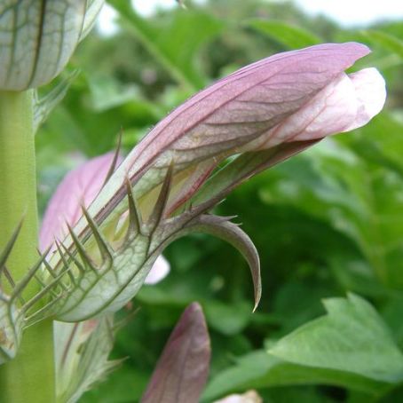 acanthus 1 - talpa ursului