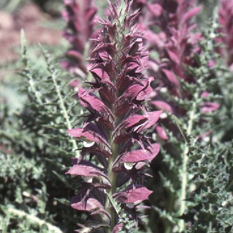 acanthus 5 - talpa ursului