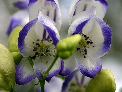aconitum-omagul-de-gradina