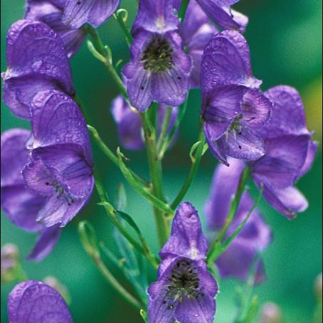 aconitum 2 - omagul de gradina