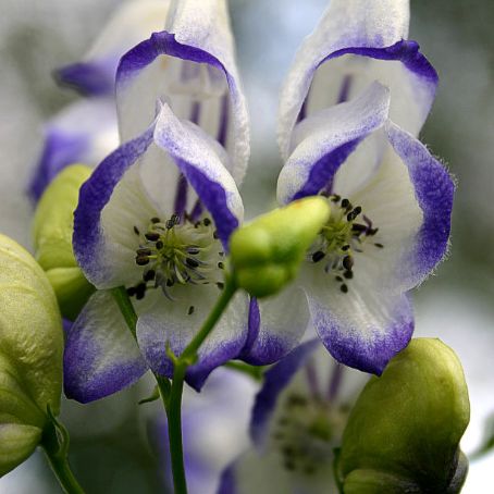 aconitum 4 - omagul de gradina