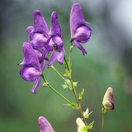 aconitum 1 - omagul de gradina