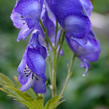 aconitum 5 - omagul de gradina