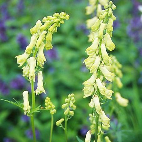 aconitum 3 - omagul de gradina