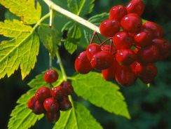 actaea-actea