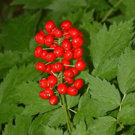actaea 1 - actea