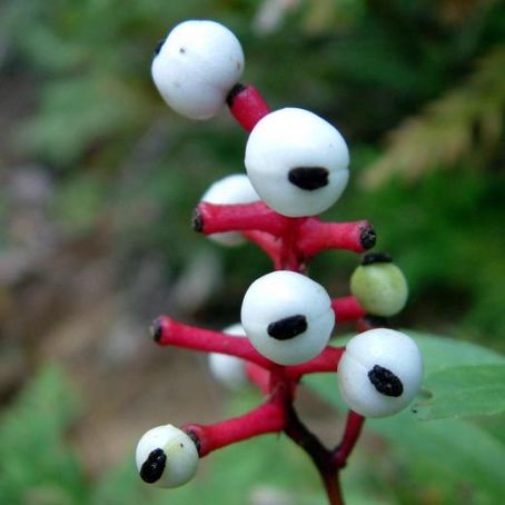 actaea 2 - actea