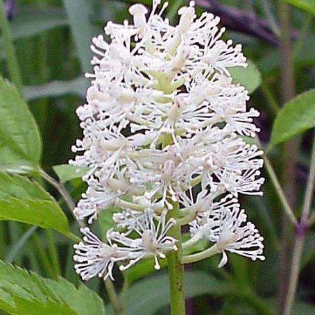 actaea 4 - actea