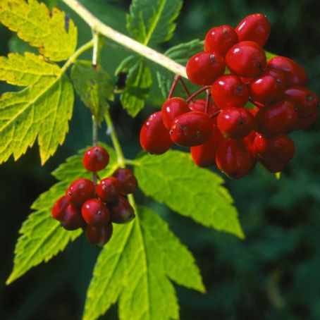 actaea 3 - actea