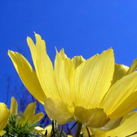 adonis 2 - ruscuta