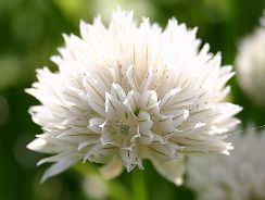 ../plante-si-flori/photos/gradina/allium-9299648.jpg