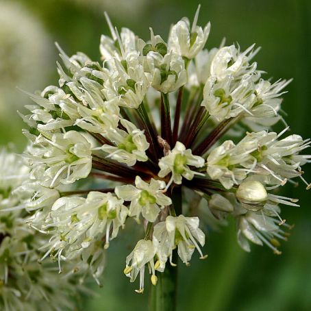 allium 2 - ceapa ornamentala