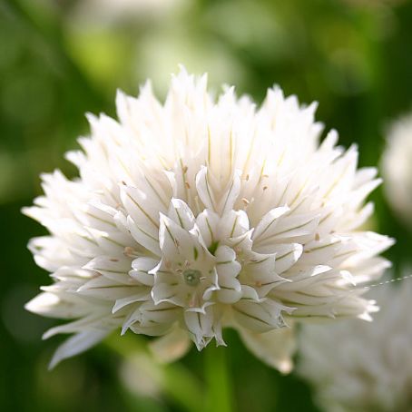 allium 1 - ceapa ornamentala