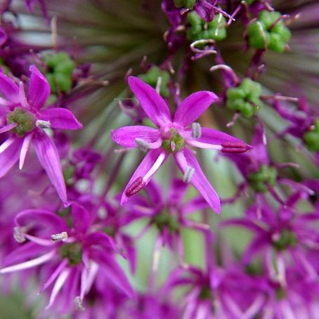 allium 4 - ceapa ornamentala