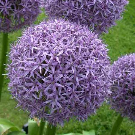 allium 3 - ceapa ornamentala