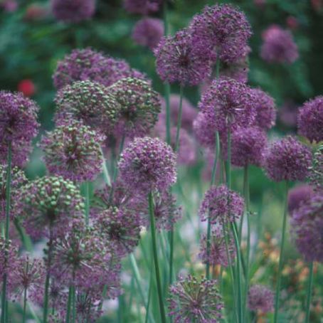 allium 5 - ceapa ornamentala