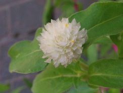 amaranthus-stir