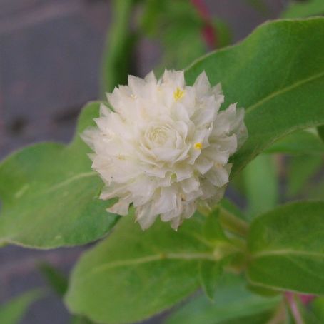 amaranthus 1 - stir