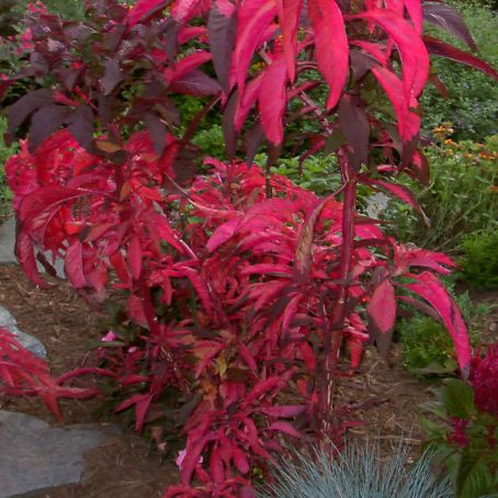 amaranthus 2 - stir
