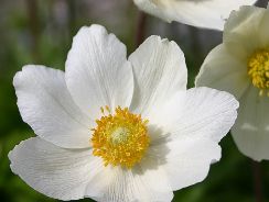 ../plante-si-flori/photos/gradina/anemone-8799338.jpg