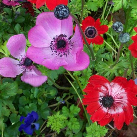anemone 4 - anemona