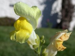 antirrhinum-gura-leului
