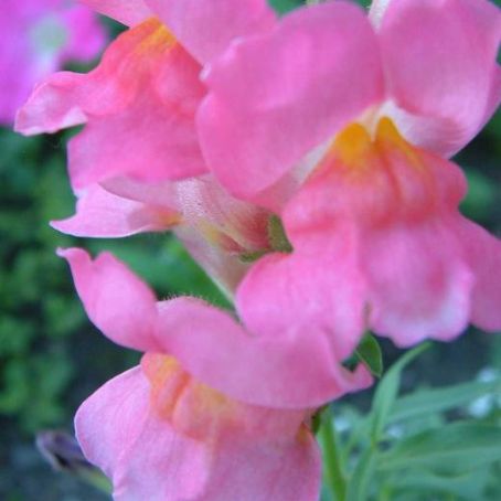 antirrhinum 3 - gura leului
