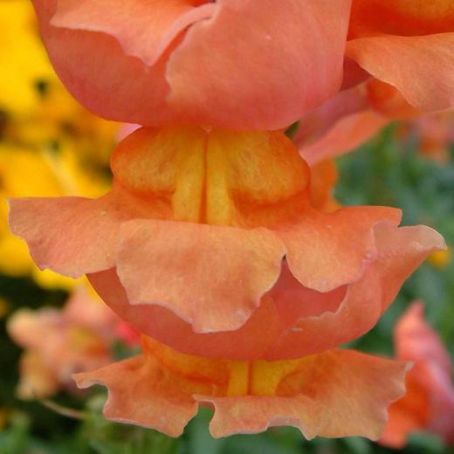 antirrhinum 4 - gura leului