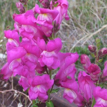 antirrhinum 1 - gura leului
