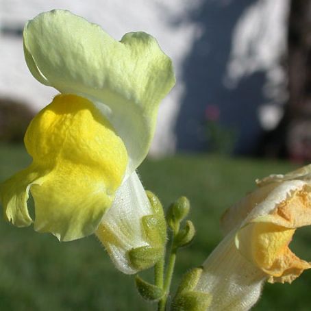 antirrhinum 2 - gura leului